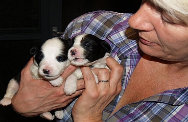 Emma Peel und Eliza Doolittle